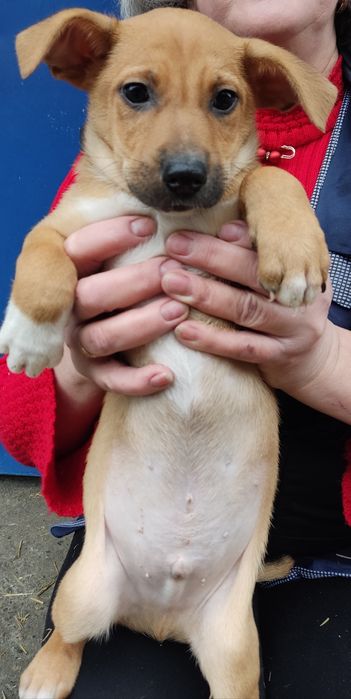 Щенки добрым людям