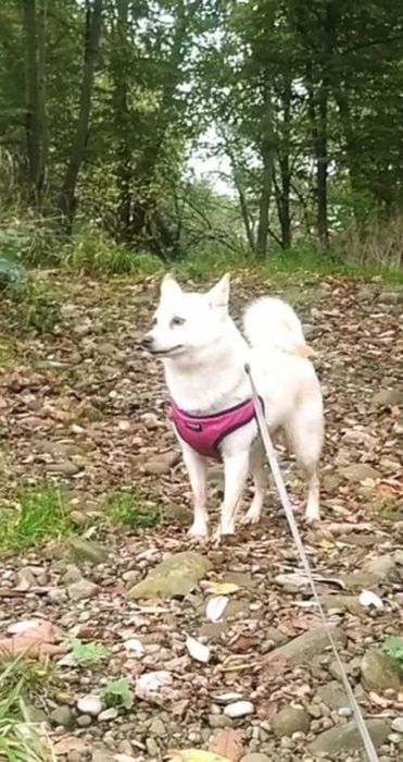 Oddam pieska w dobre ręce