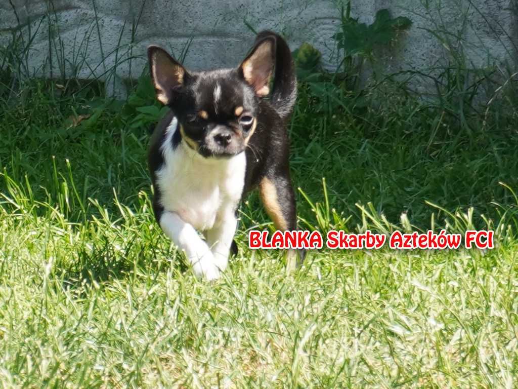 Piękna suczka krótkowłosa, Chihuahua, ZKwP/FCI