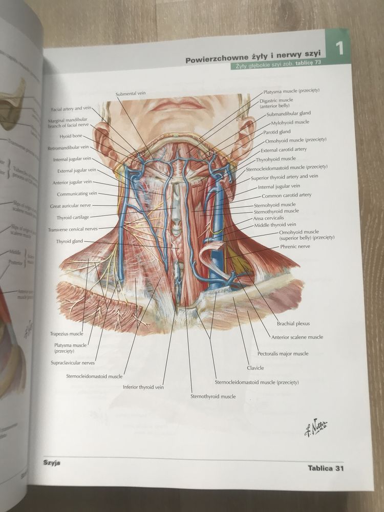 Atlas anatomii człowieka Frank H. Netter (angielskie mianownictwo)