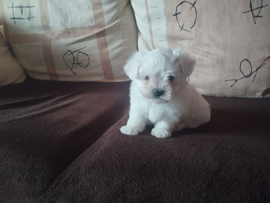 Bichon maltês fêmea