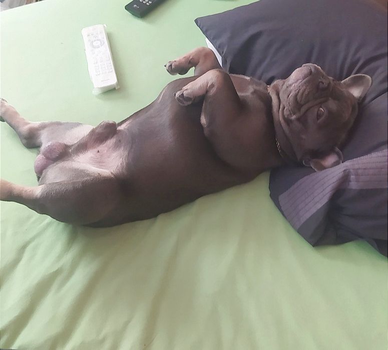 В'язка. Парубок Blue tan.