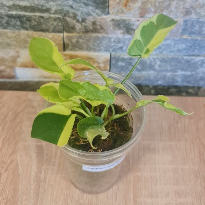 Philodendron Burle Marx lava var.