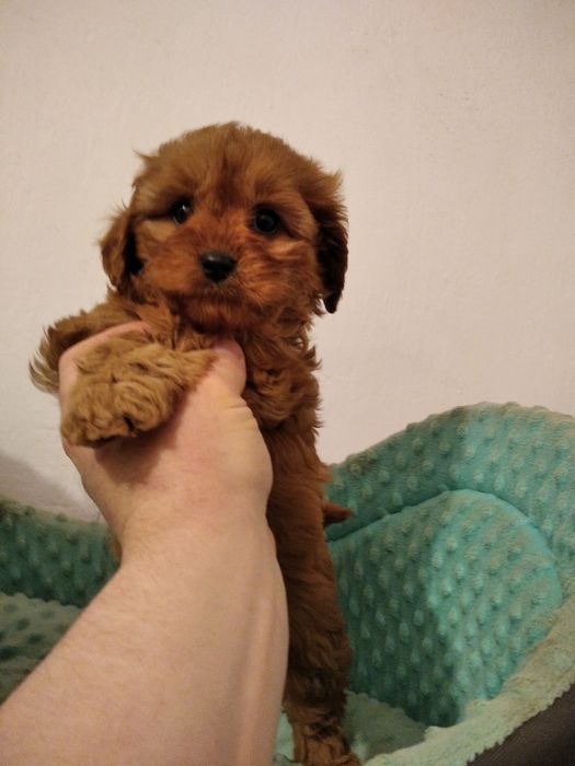 Suczka cavapoo RED- rezerwacja do 15.04