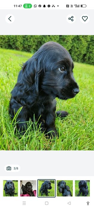 Wyjątkowy czarny piesek Cocker spaniel
