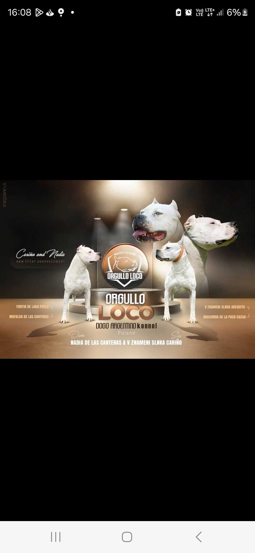 Dog Argentyński fci