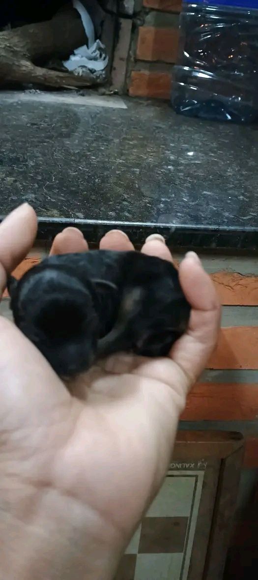 Pincher miniatura disponível para interessados