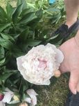 Піон піони пион піонія півони