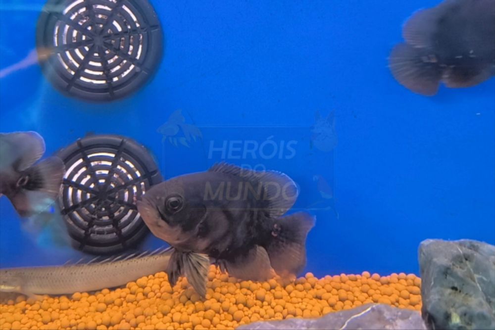 Oscar Selvagem (Astronotus Ocellatus)