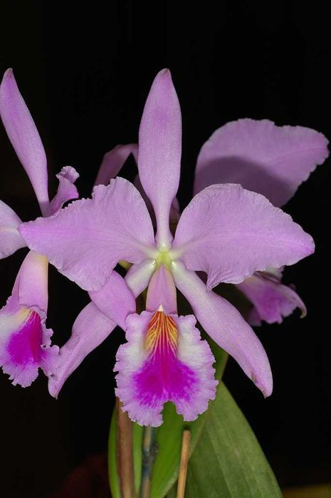 Orquídea Cattleya venezolana