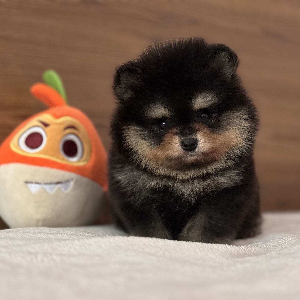 шикарний Хлопчик тип ведмедика.
