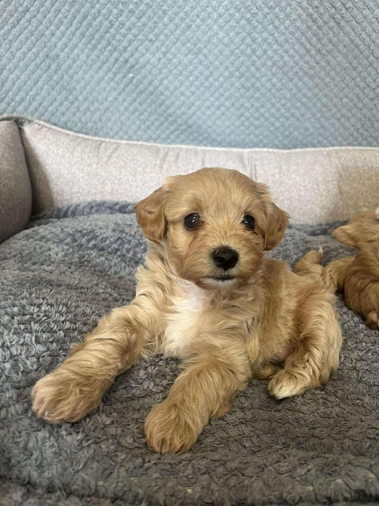 Maltipoo chłopiec gotowy do odbioru