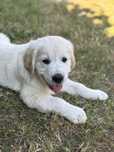 Golden Retriever ZKWP FCI. Gotowe do odbioru.