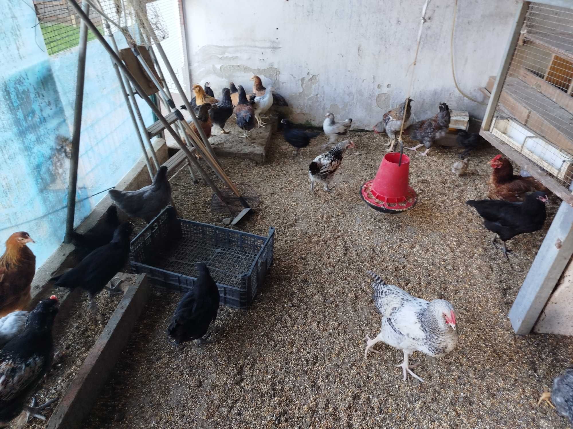 Ovos galados de Galinha e Fraca, Pintos  Frangos Galos Galinhas