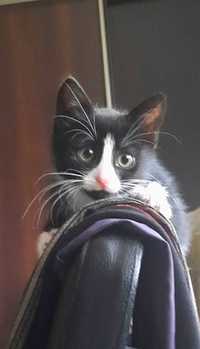 Нарядный чёрно-белый котёночек девочка , 2,5 месяца, в дарение.
