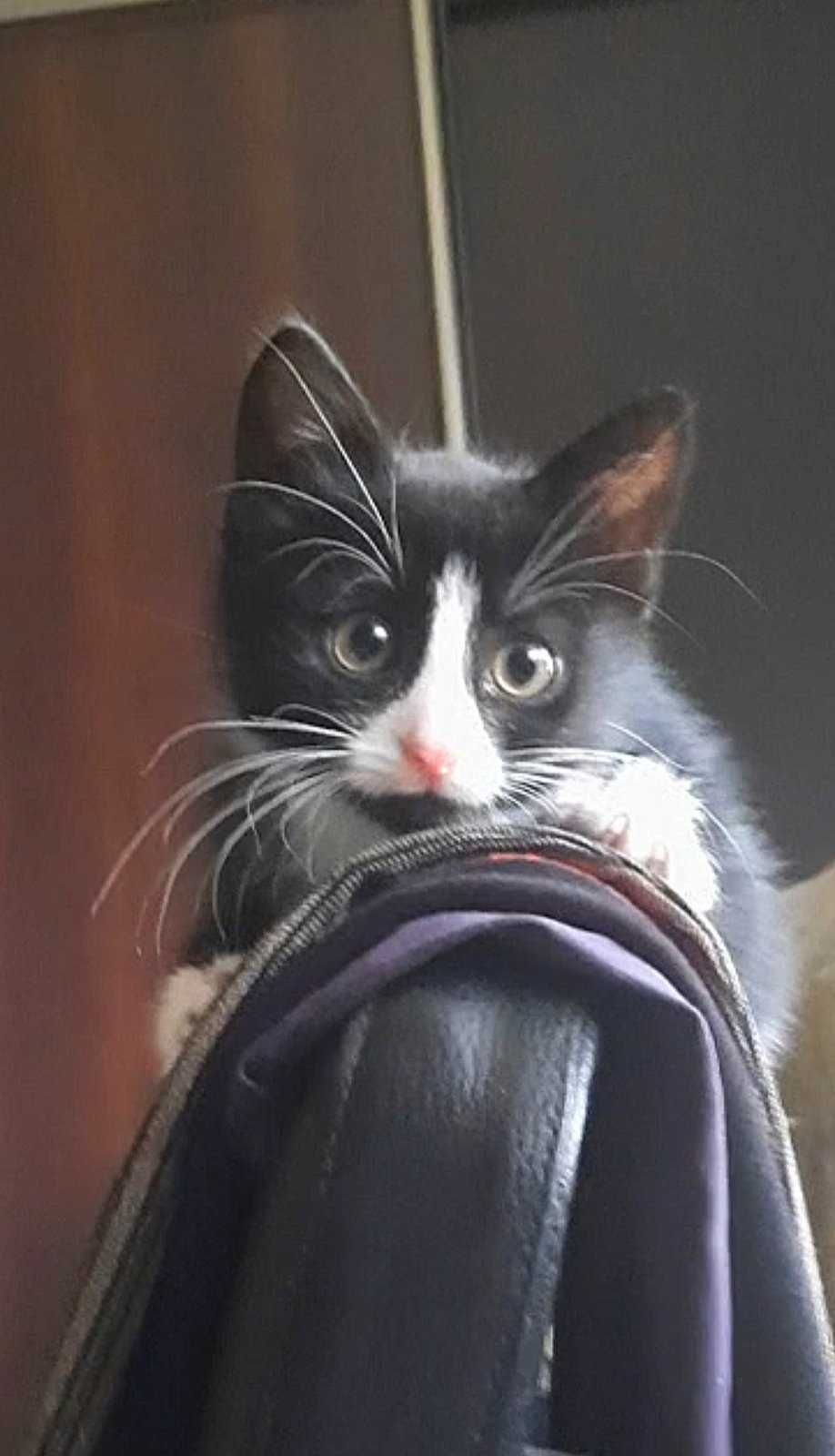 Нарядный чёрно-белый котёночек девочка , 2 месяца, в дарение.