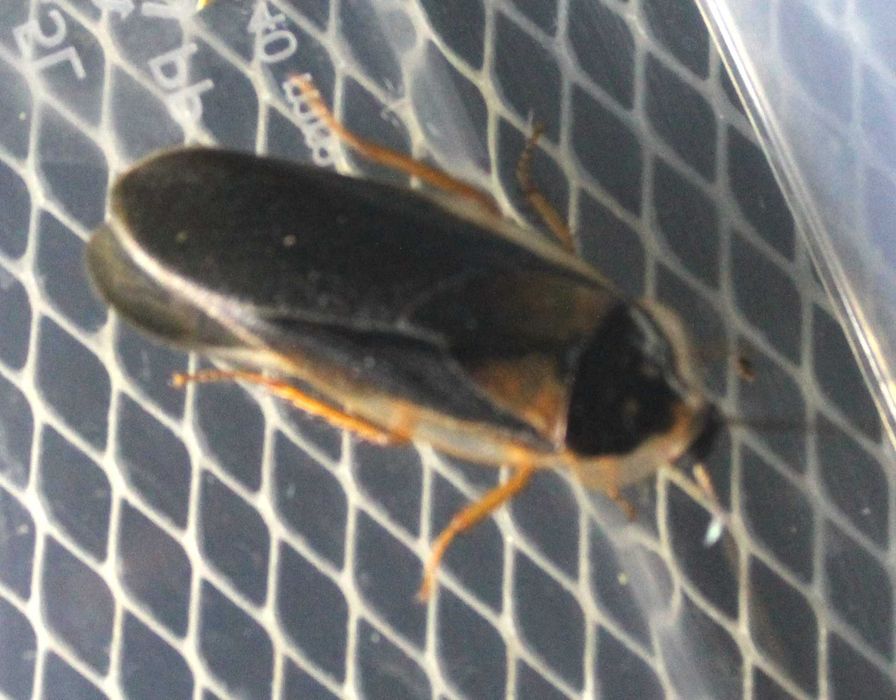 Живий, тарган. Аргентинський.