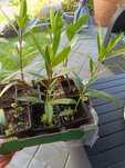 Oleander roślina