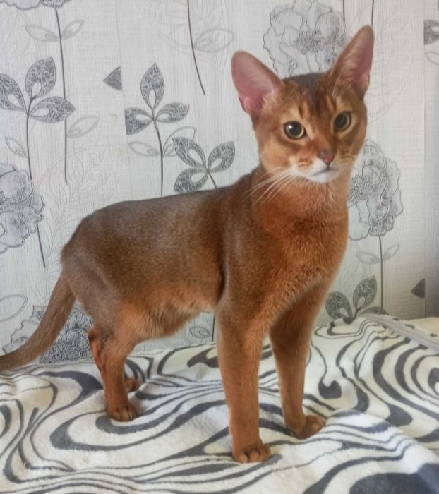 Абиссинский кот дикого окраса, вязка,