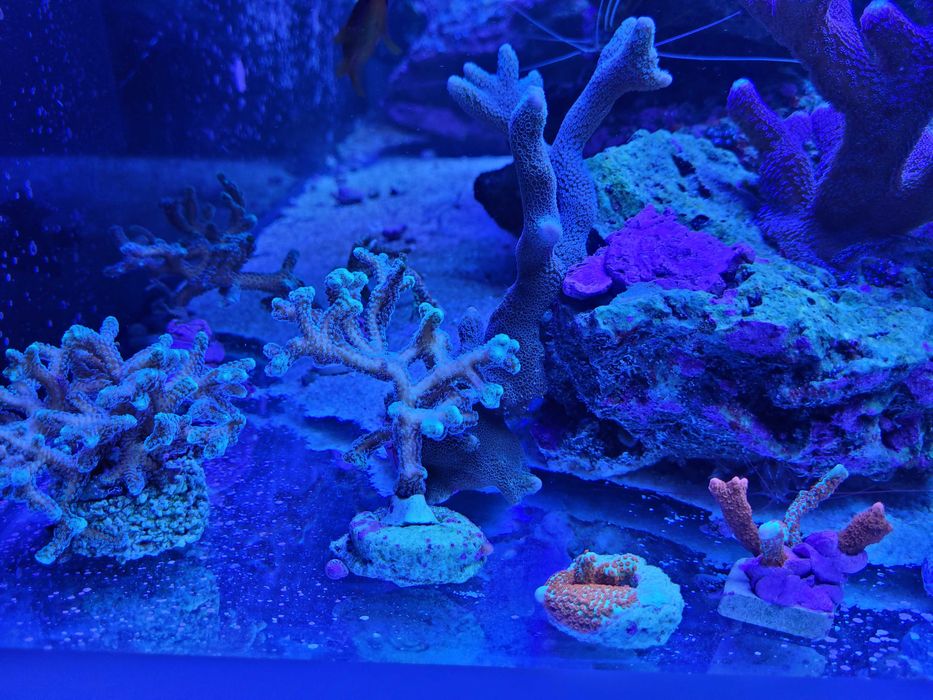 Koralowce morskie sps