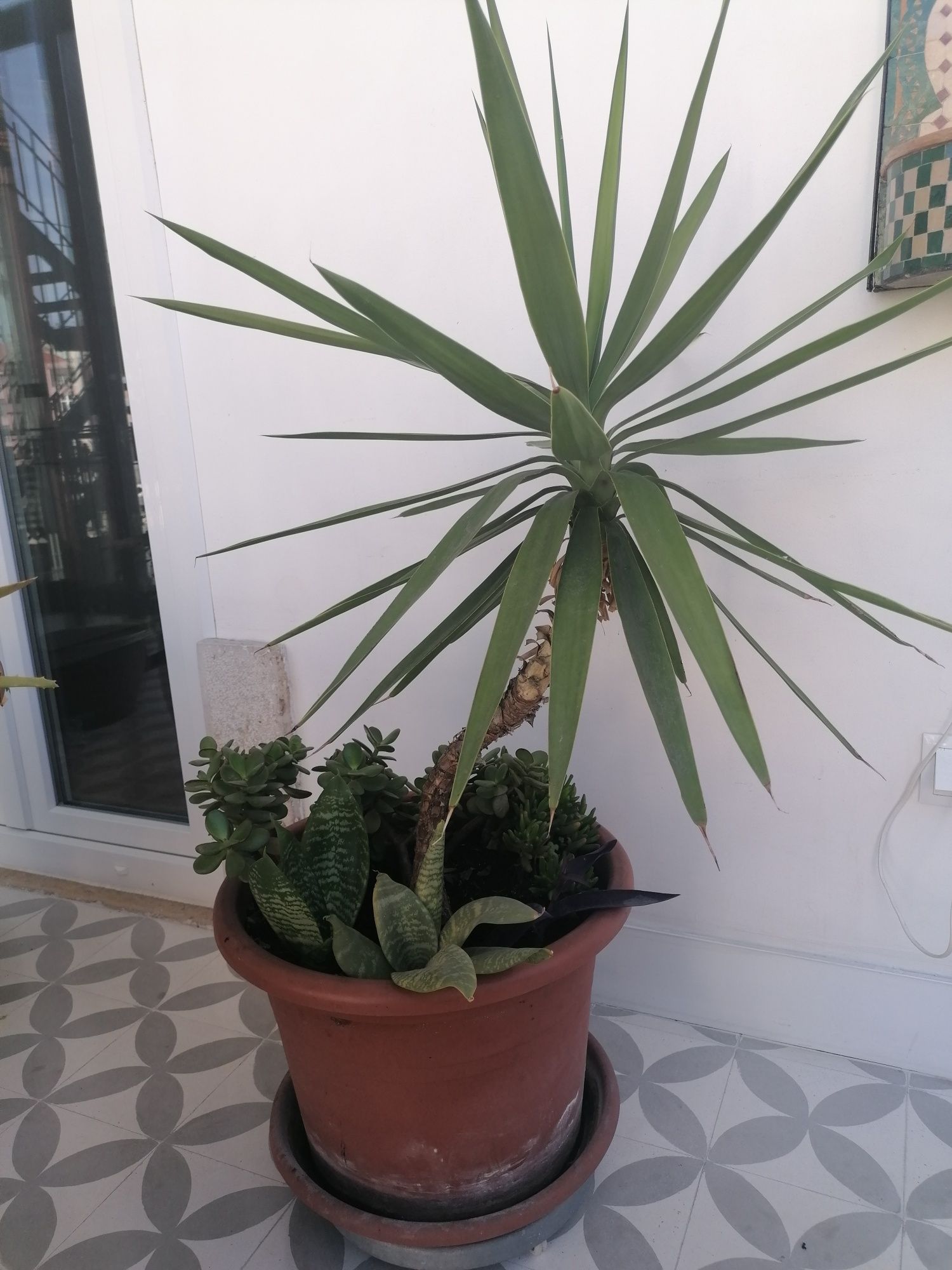 Mix de plantas | altura 110 cm | inclui vaso