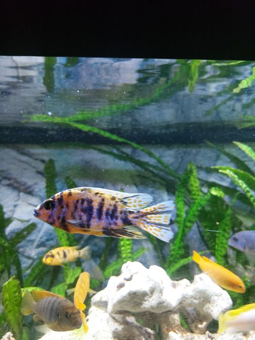 Pyszczaki Para Aulocanara Marmolade Cat Ob