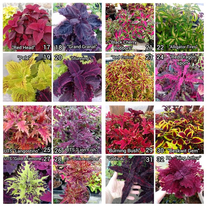 Колеуси зріз та вкорінені частина 1