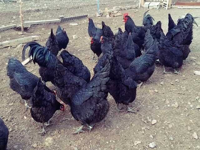 Інкубаційне яйце птиці різних порід Австралорп блакитний, чорний,спліш