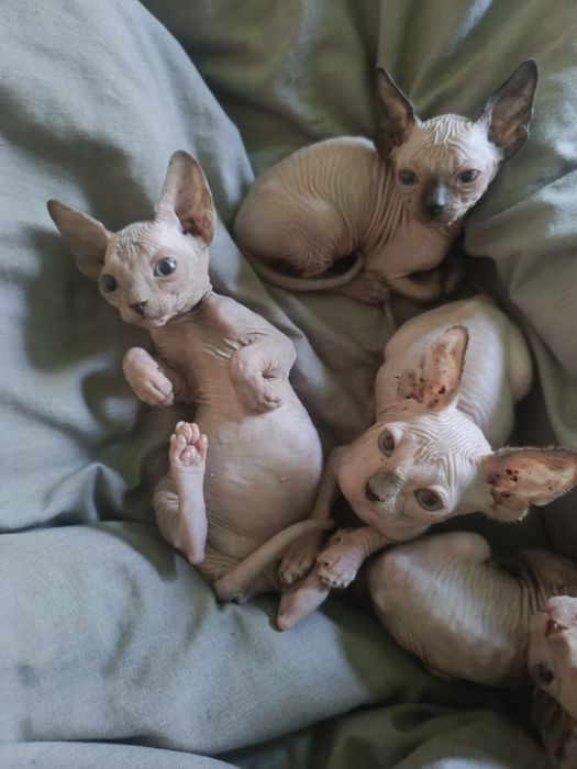 Канадський сфінкс бронювання