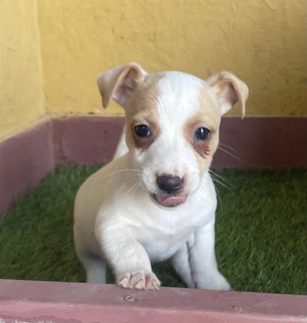 Cachorro Jack Russell