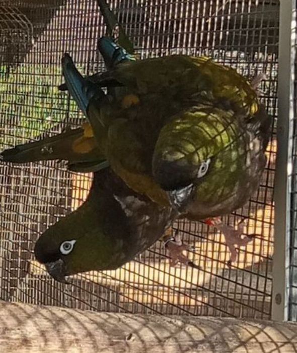 Arararinha da Patagônia