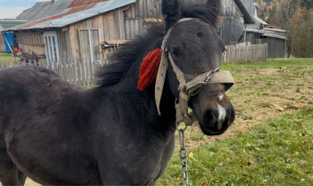 Продається Жеребчик 5міс  добрих великих коней