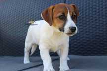 Sunia Jack Russell Terrier ZKwP FCI Gotowa do odbioru