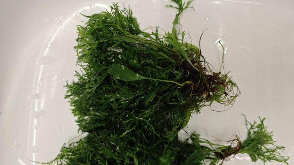 Microzorium akwarystyka