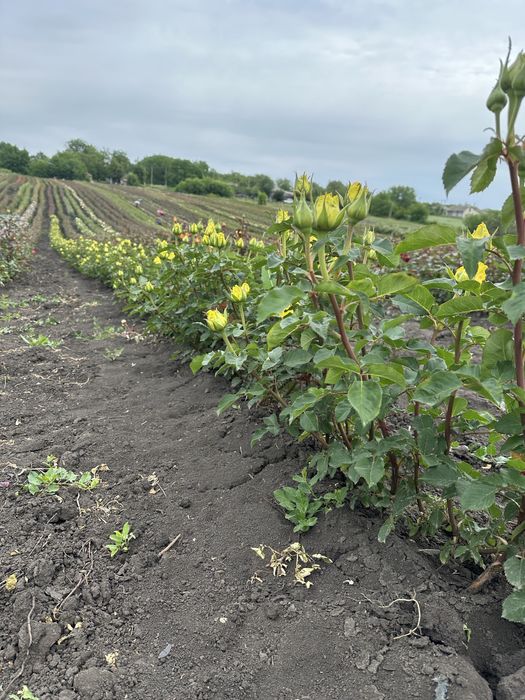 Саженцы Роз опт круглый год