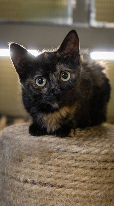 Отдам даром в добрые руки котят