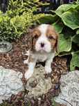 Cavalier king charles spaniel