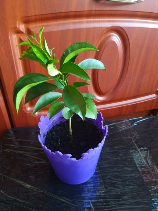 Продам мандарин в горщику