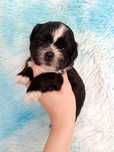 Czarny piesek rasy Shih-Tzu