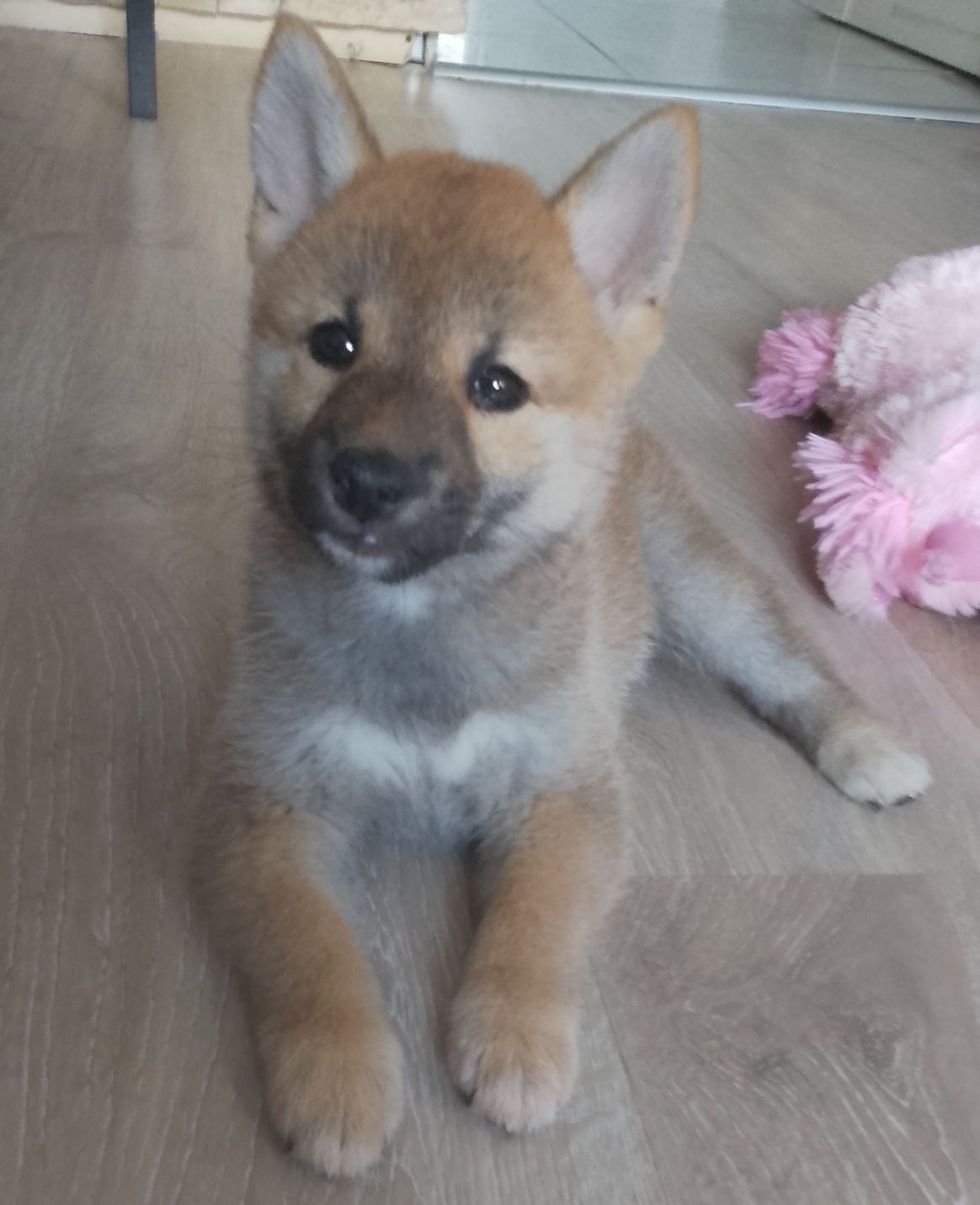 Shiba Inu suczka gotowa do odbioru