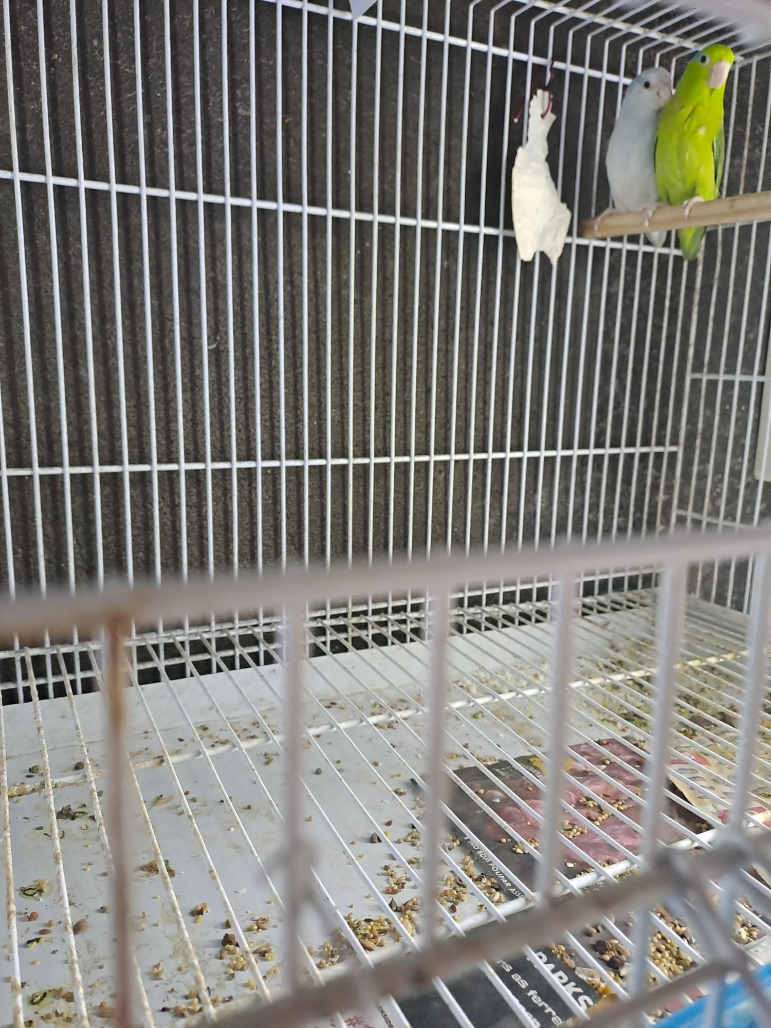 Várias aves disponíveis