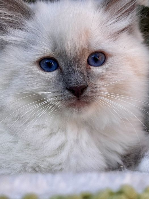 Kotka Ragdoll - Ochra