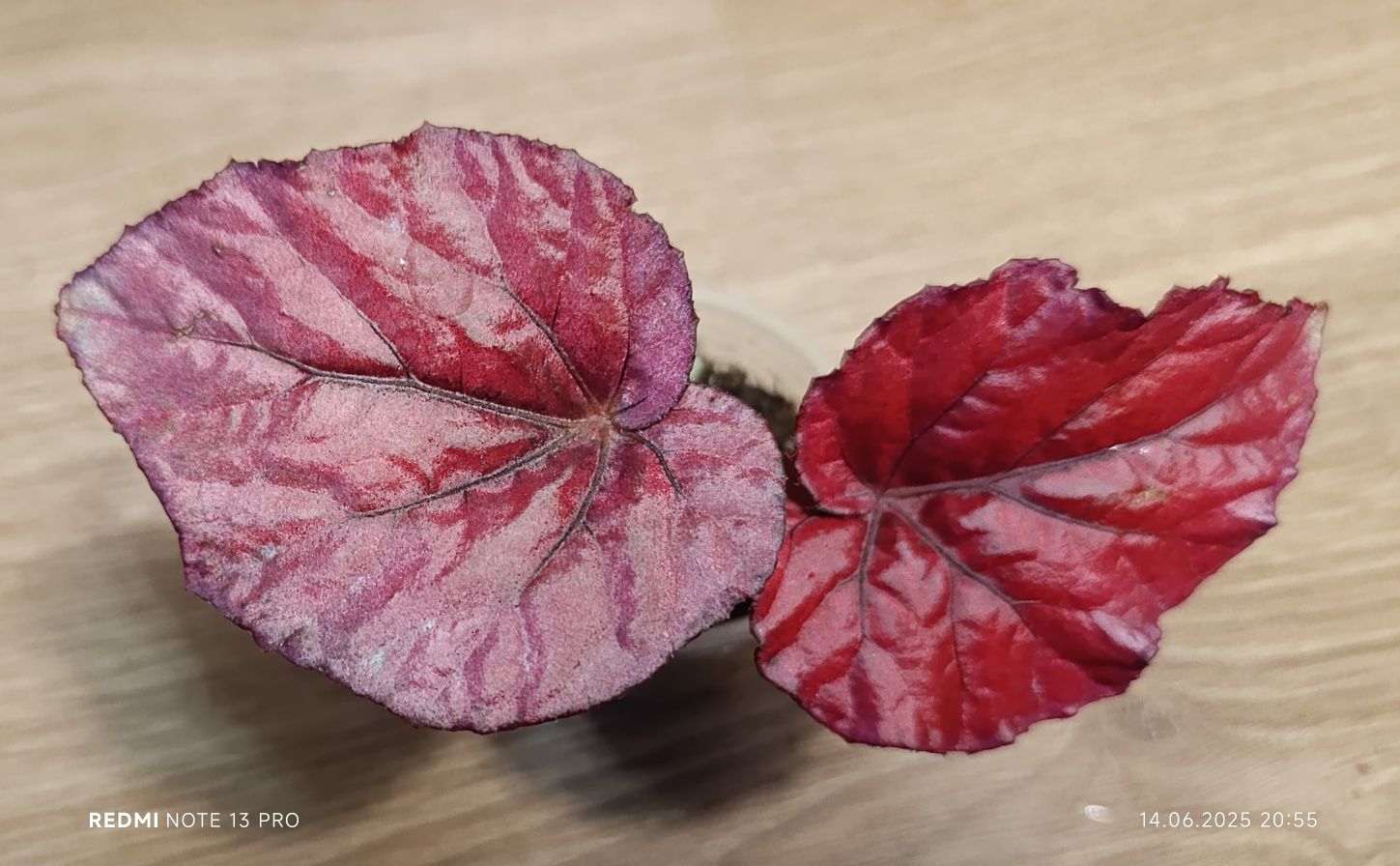 Декоративно листяна бегонія Чорна мамба, Autum Ember,  Inka Fire