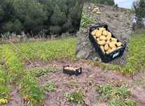 Batatas para venda/ cozer e fritar