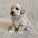 **maltipoo piesek**