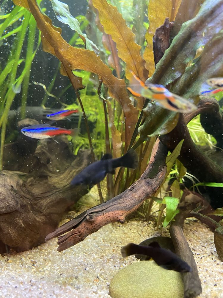 Kryptocoryna / cryptocoryne