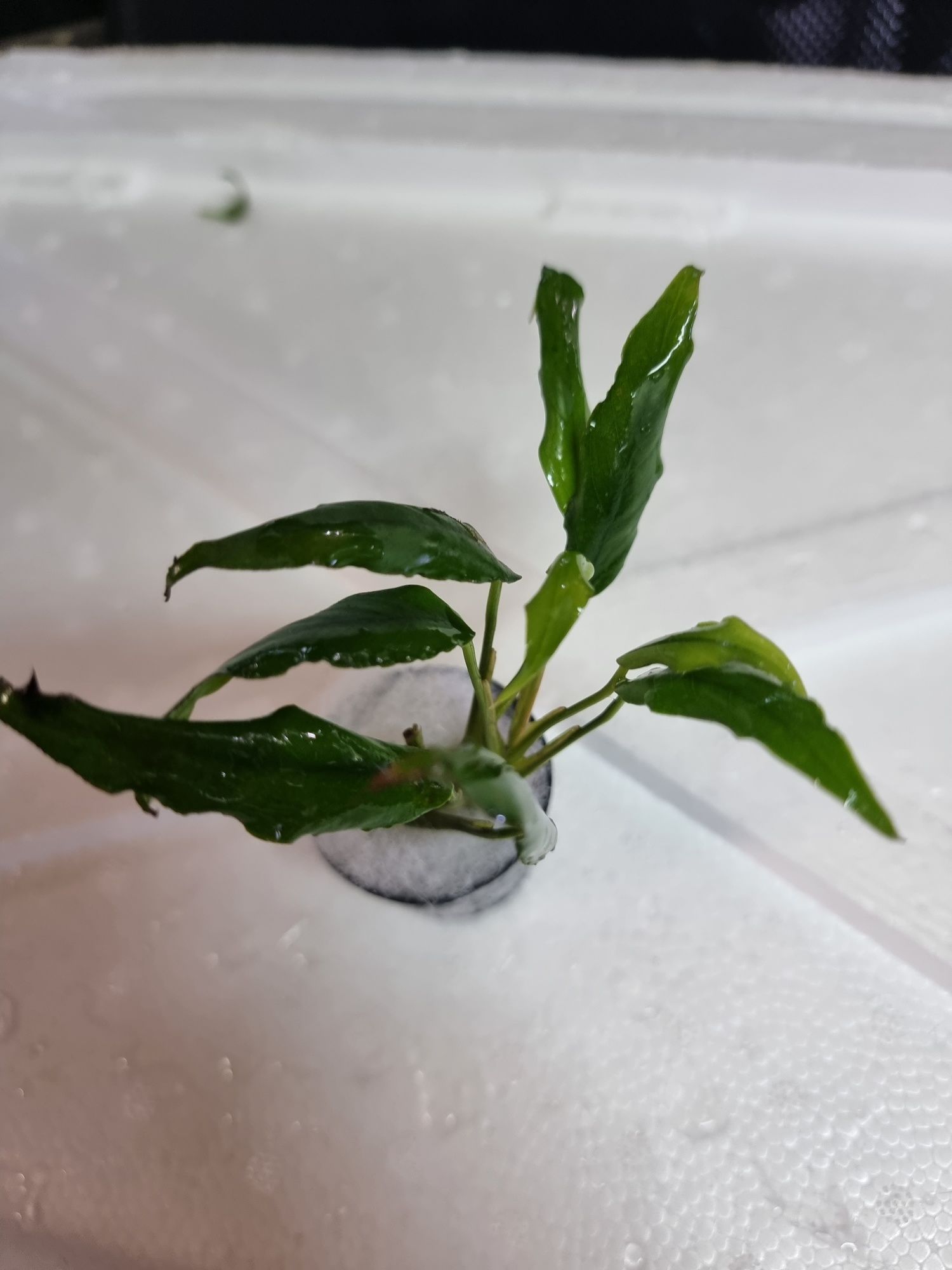 Zestaw 7 koszyków bucephalandra, anubias, microsorium,schismatoglottis
