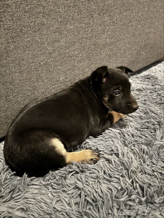 Oddam pieski w dobre ręce