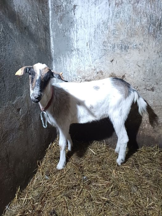 Bardzo miły Kozioł