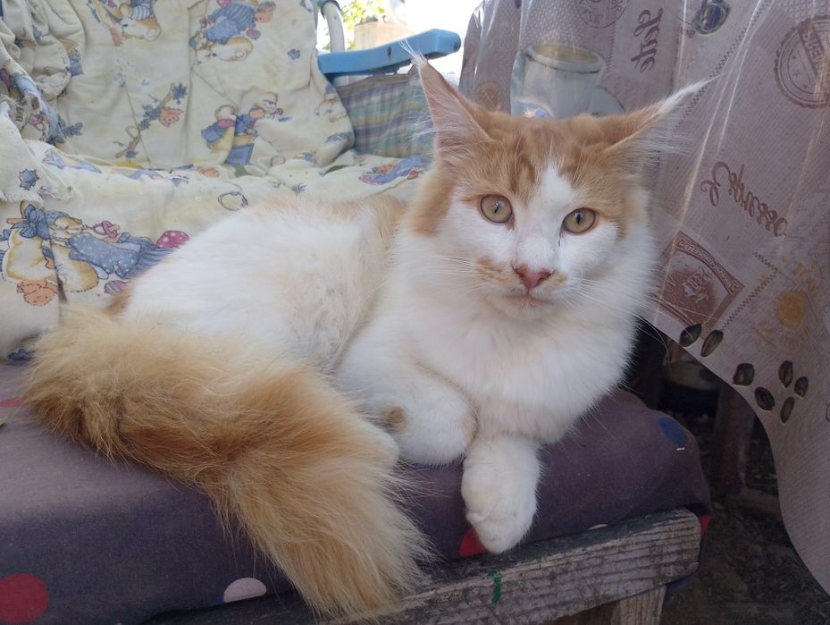 Продам Мейкуна самця